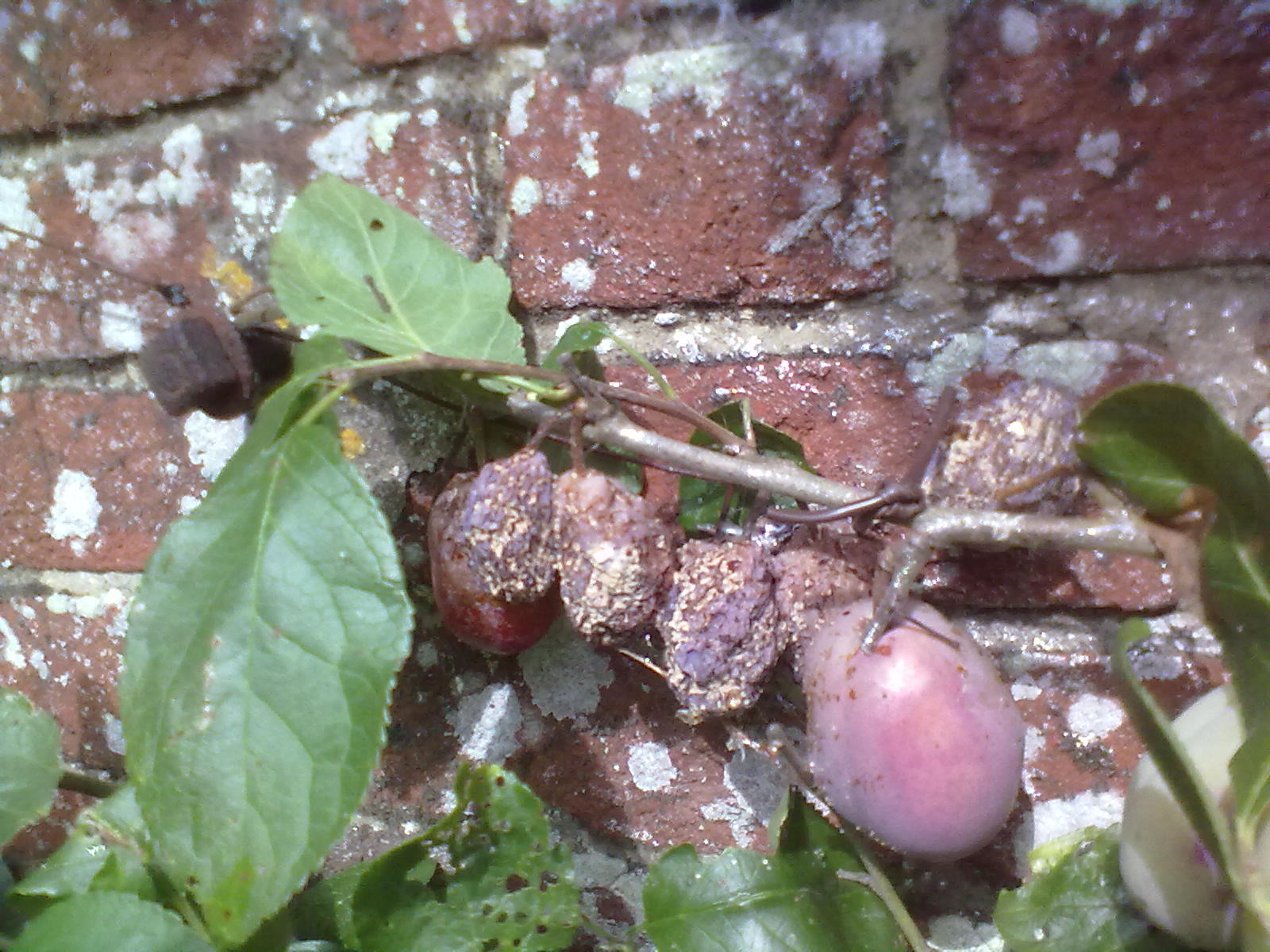 Rachel the Gardener What a bad year for plums.