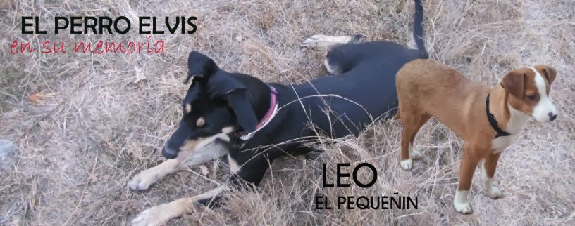 EL PERRO ELVIS ( in memorian ) Y...LEO