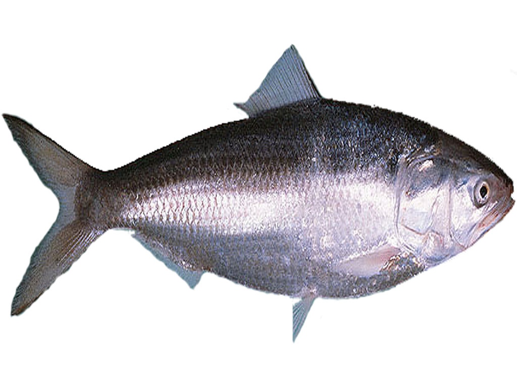 Hilsa Fish Modern Farming Methods