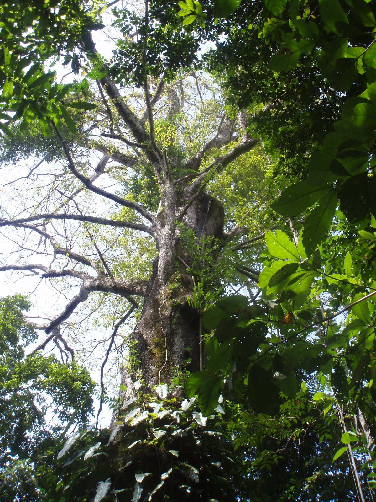 Herbal Medicine Box Sacred Plant Medicine Journey Costa Rica