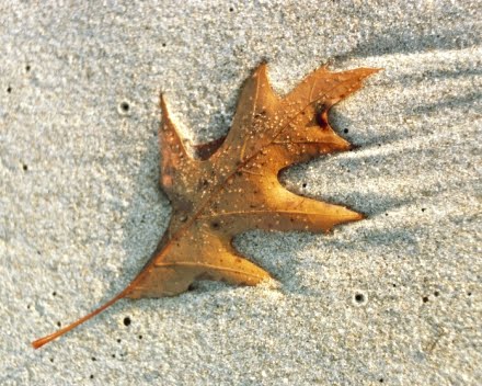 Fall leaf on beach