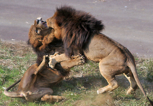 雄ライオンの闘い、a grapple of two male lion