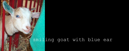 smiling goat with blue ear