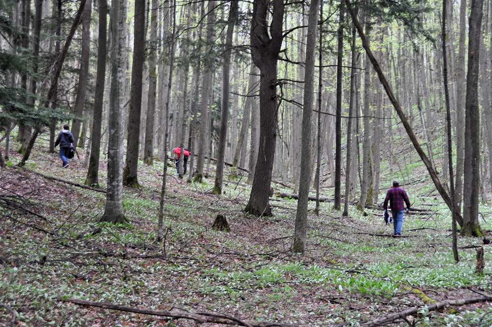 The Great Boyne City National Morel Festival Langdon Cook