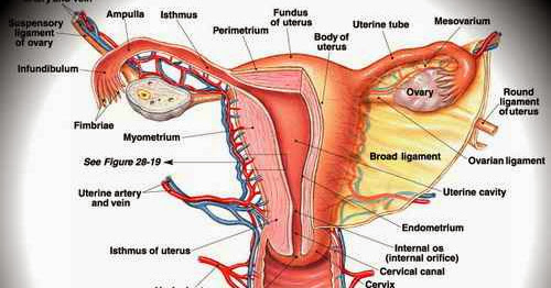 Gejala Penyakit Kanker Serviks Dan Pengobatannya ~ Blog Informasi Kita Semua