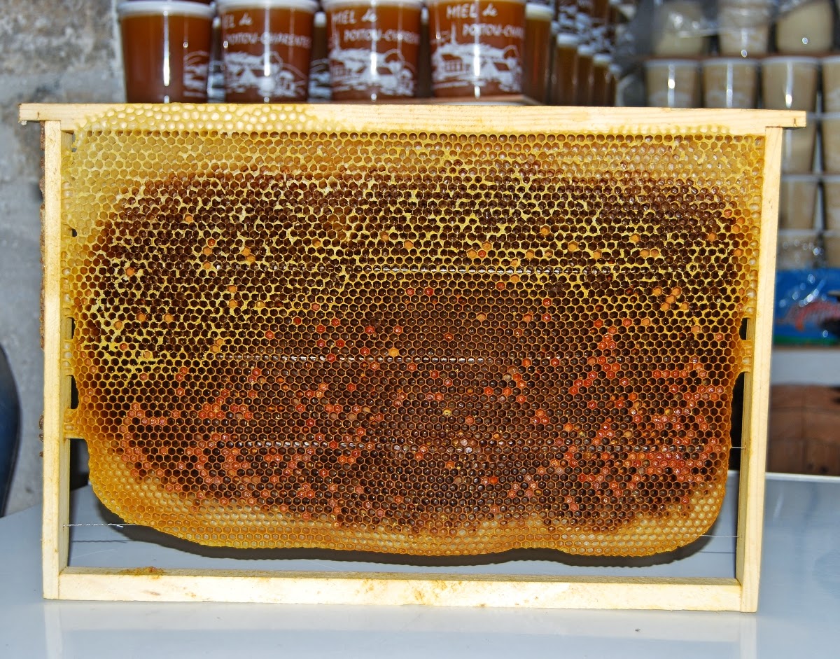 French wildlife and beekeeping Waxing frames for bee hives.