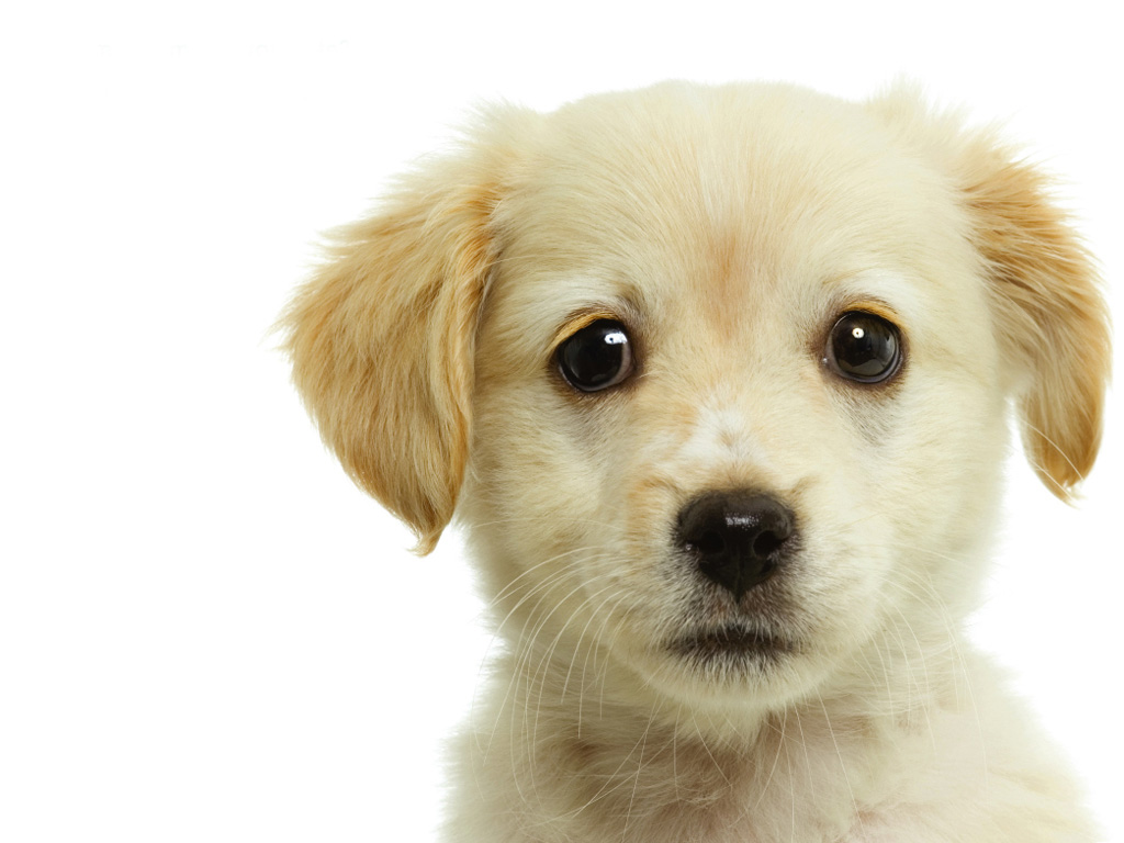 http://4.bp.blogspot.com/-CYFTiS5w21w/T_CrNO_hseI/AAAAAAAACVk/VtyZXllGP1M/s1600/Cachorro_Mega_Wallpapers_HD+(6).jpg