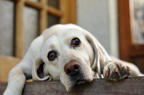 What Can You Give A Dog For Separation Anxiety What Can You Give A Dog For Separation Anxiety