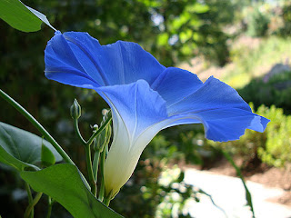 Blue Ipomoea Violacea Blue Ipomoea Violacea