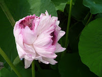 一本の蓮の茎に、複数の蕾をつけるという珍しい八重咲きのハスである 一本の蓮の茎に、複数の蕾をつけるという珍しい八重咲きのハスである