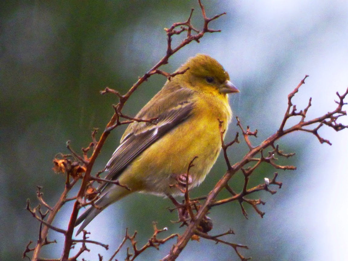 geotripper s california birds the finches of the stormageddon geotripper s california birds the finches of the stormageddon