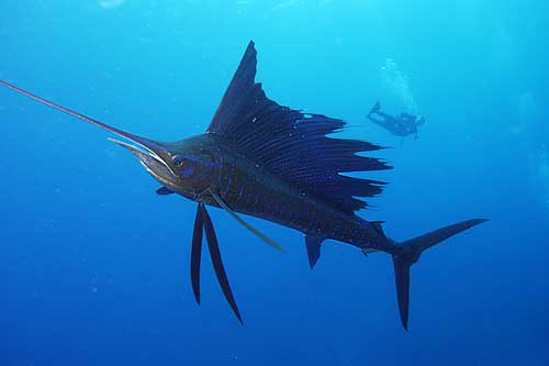 Beautiful Fastest Fish In The World Sailfish Beautiful Fastest Fish In The World Sailfish