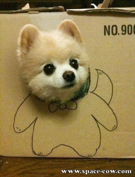 puppy in a box in a box pictures puppy in a box in a box pictures