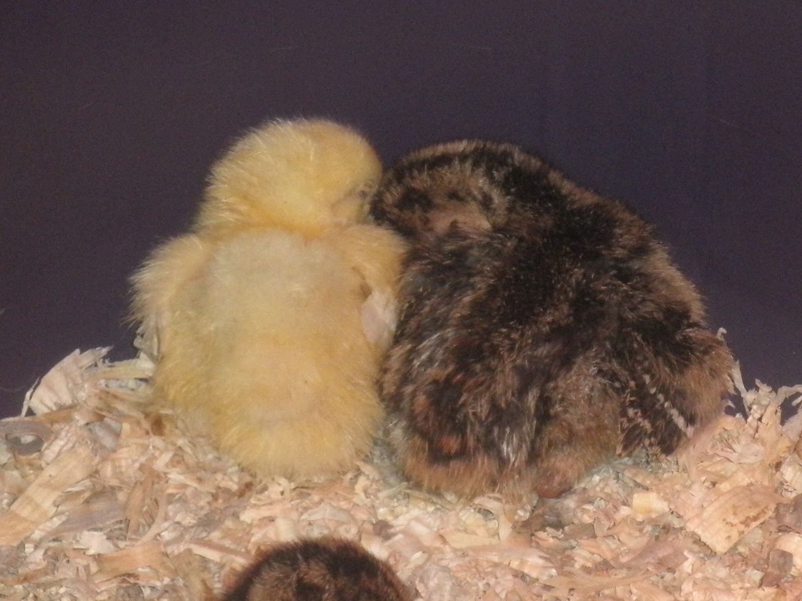 baby chickens