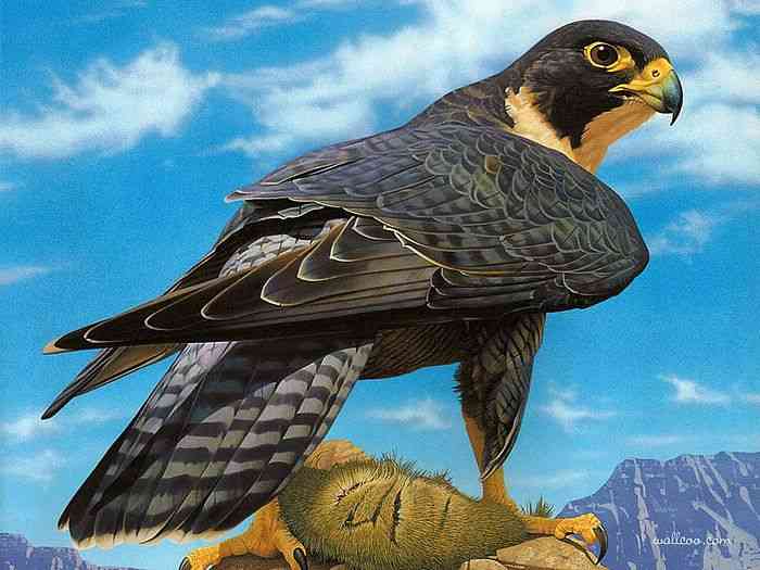 Peregrine Falcon Hewan Yang Paling Cepat Di Dunia