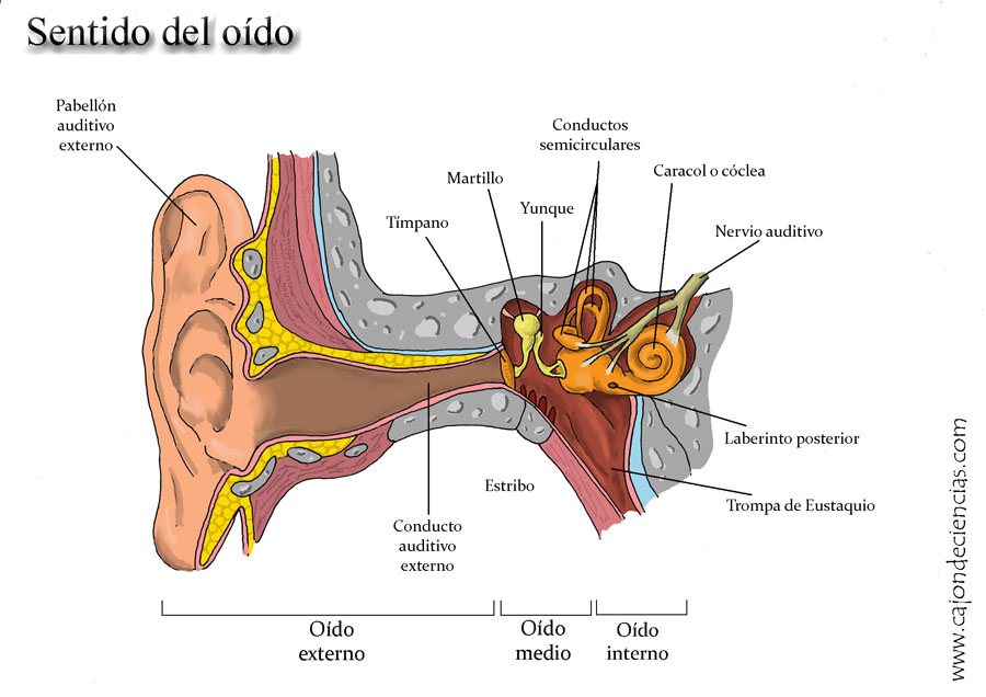 Partes del oído humano