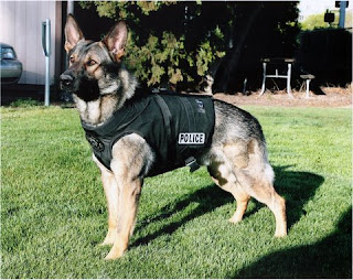 German-Shepherd-Police-Dog-Wallpaper-www.stillmaza.com-3.jpg