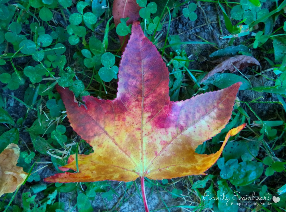 Red, orange, and yellow leaf