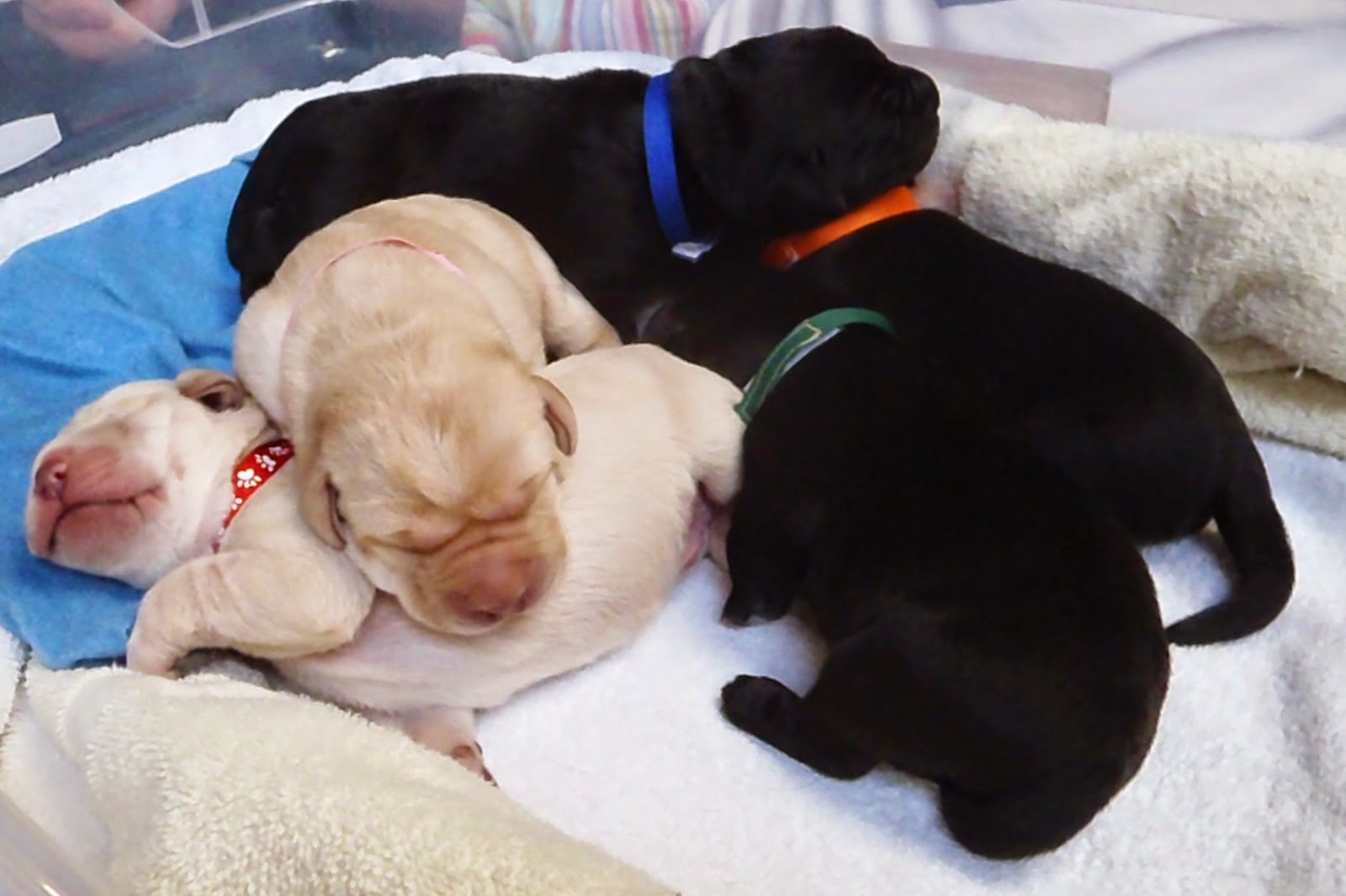 Susquehanna Service Dogs Eva’s First Litter Has Arrived!