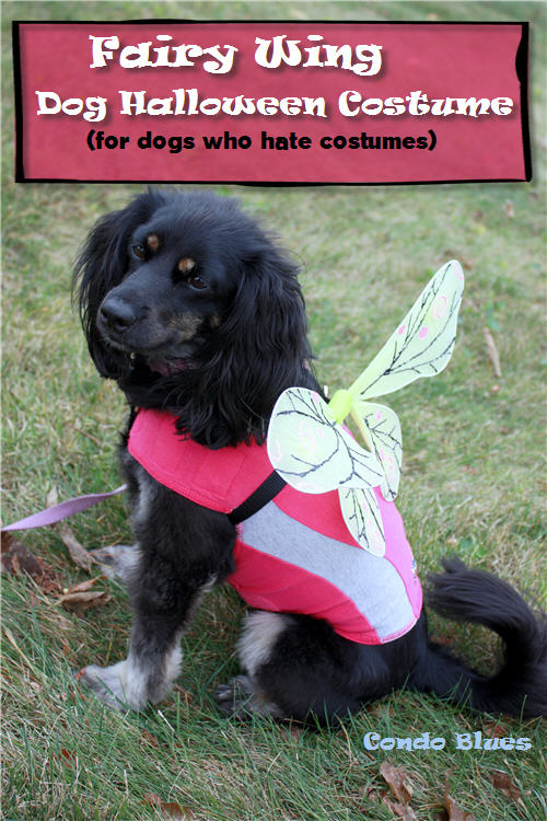 unlike her humans lacey isnt into wearing dog halloween costumes or clothes unless it is freezing outside we dont push it because the costume thing is - How To Make A Dog Halloween Costume unlike her humans lacey isnt into wearing dog halloween costumes or clothes unless it is freezing outside we dont push it because the costume thing is - How To Make A Dog Halloween Costume