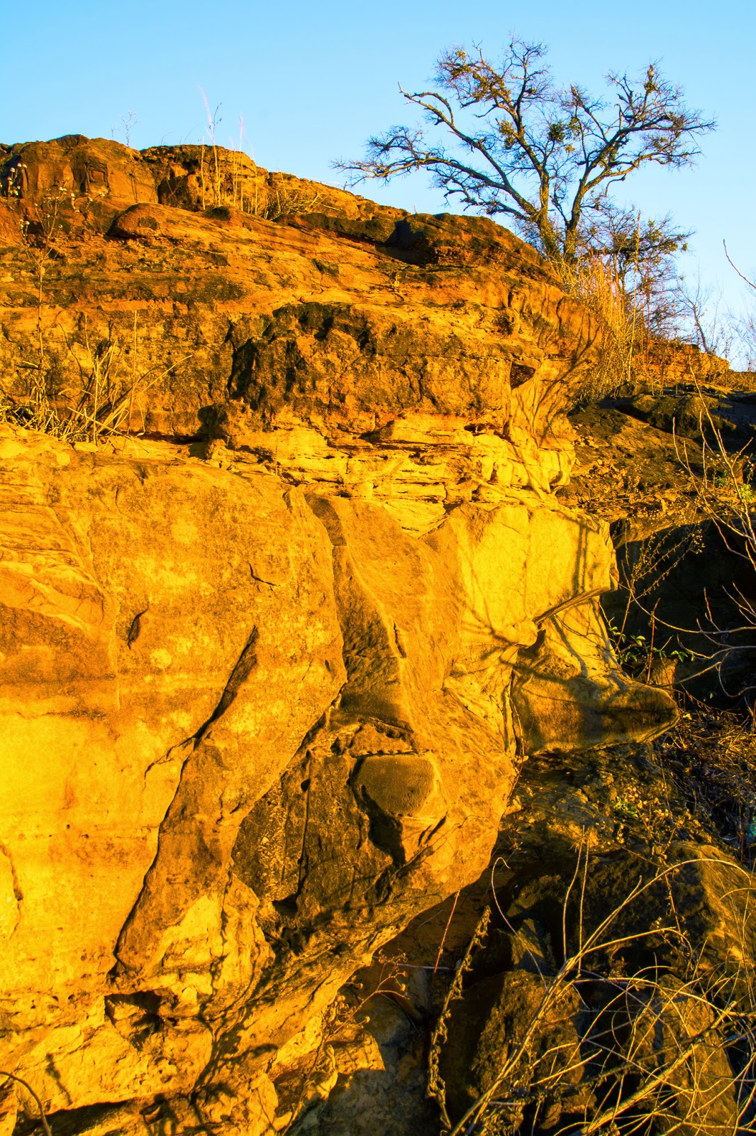 A Tree Falling: Murrell Park