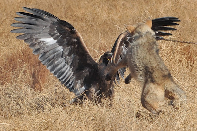 A golden eagle attacks a chained wolf, during the hunting festival Salburun in the village of Bokonbayevo some 300 km outside Kyrgyzstan's capital Bishkek on November 9, 2013