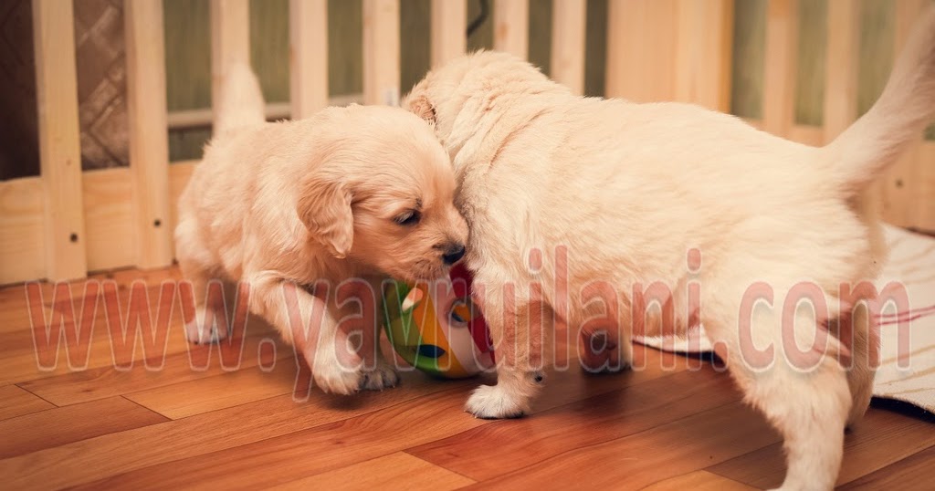 Satılık Golden Retriever Fiyatları Safkan Yavru Köpek İlanı