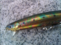 lucky craft oil sardine