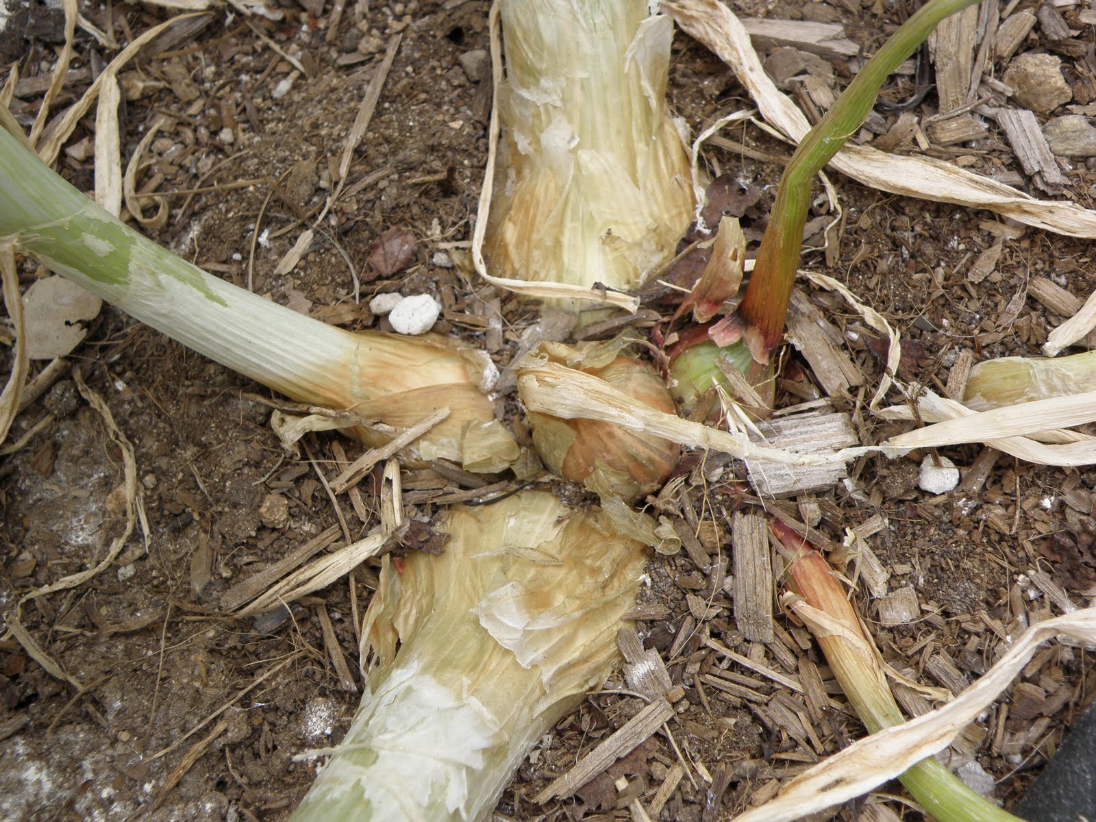 A Thinking Stomach Shallots and Potato Onions