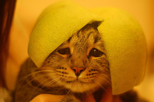 Funny cats wearing fruit helmets, funny cats, funny cat pictures, cat pictures, cute cats