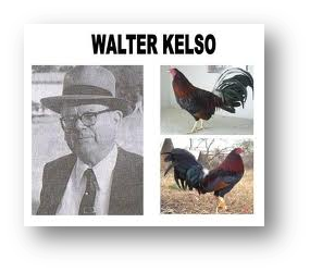 historia - Historia y origen del gallo Kelso Walter+Kelso