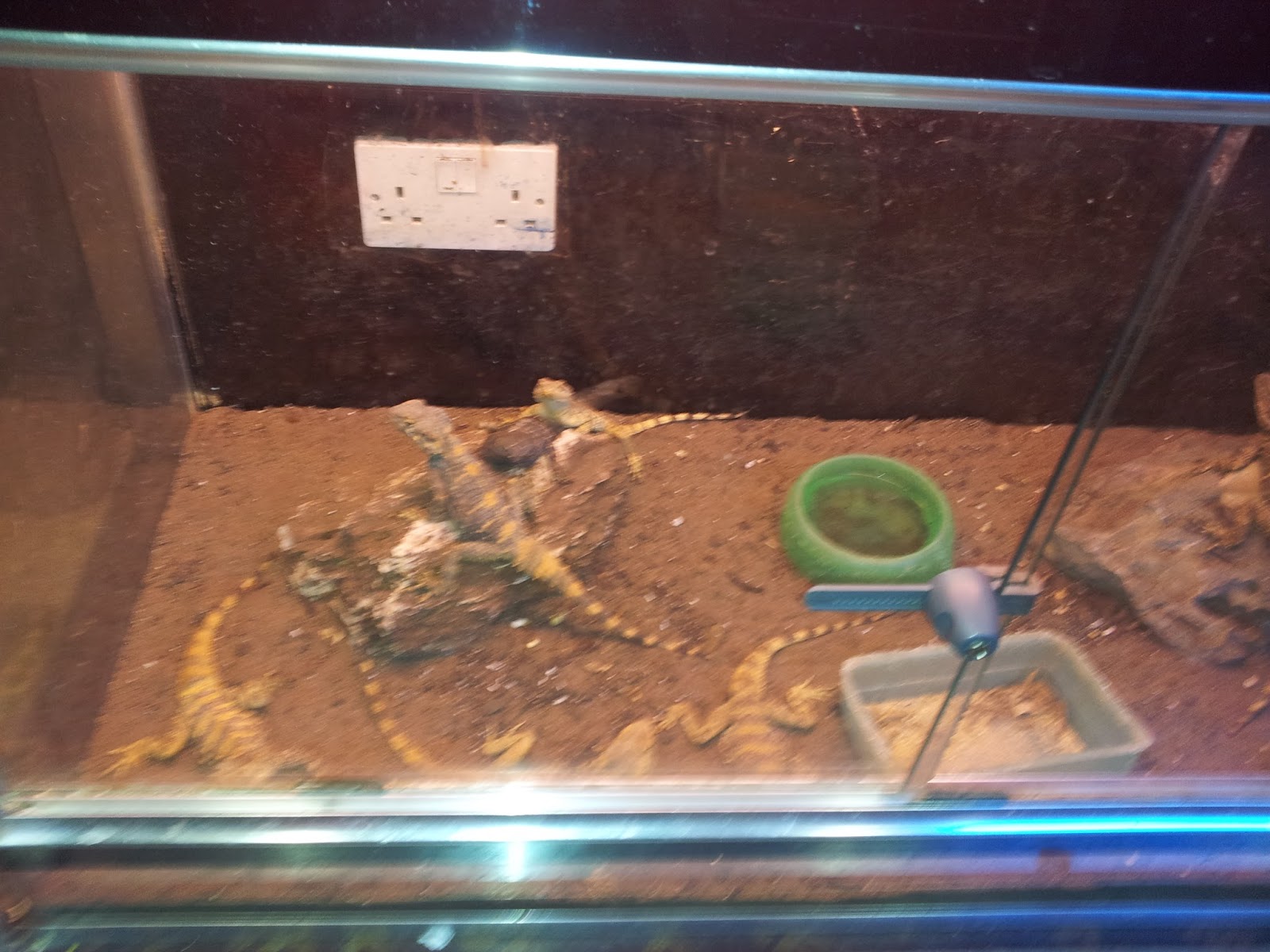 Pet shop in Discovery Mall Life in Kuwait