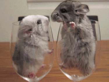 009-funny-animal-gifs-chinchillas-in-glasses.gif