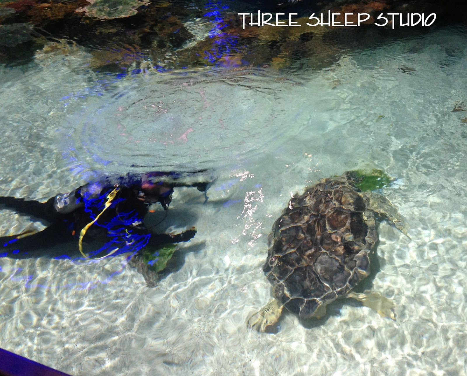 Three Sheep Studio A "Smack Of Jellyfish" At The Baltimore Aquarium...