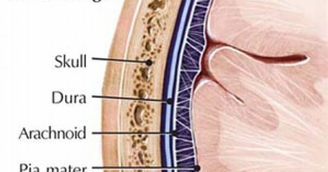 Biology Diagrams,Images,Pictures of Human anatomy and physiology
