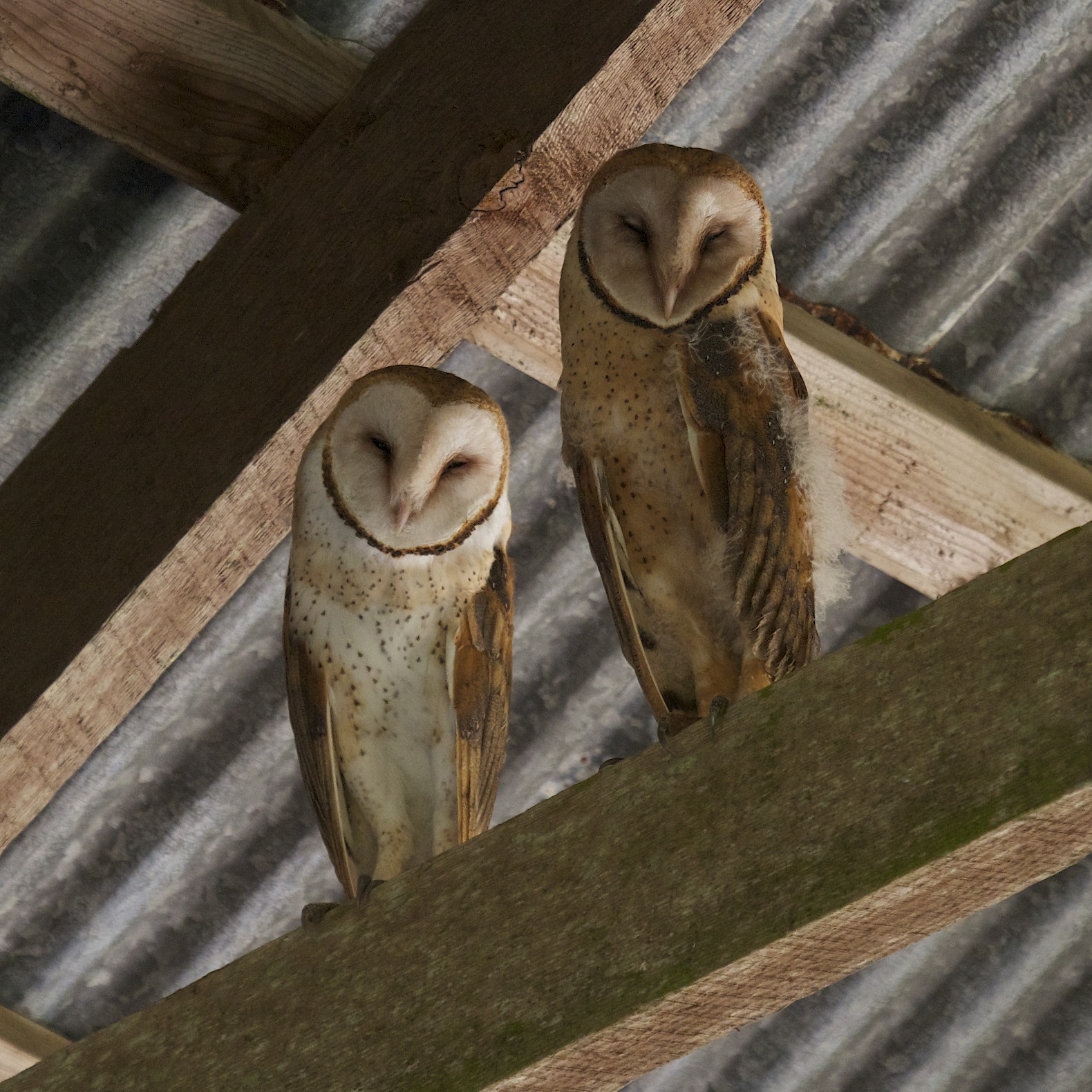 Ooh Look Photography Barn Owl Fledglings