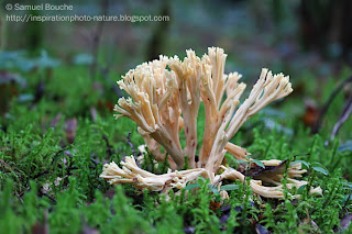 macro champignon clavaire