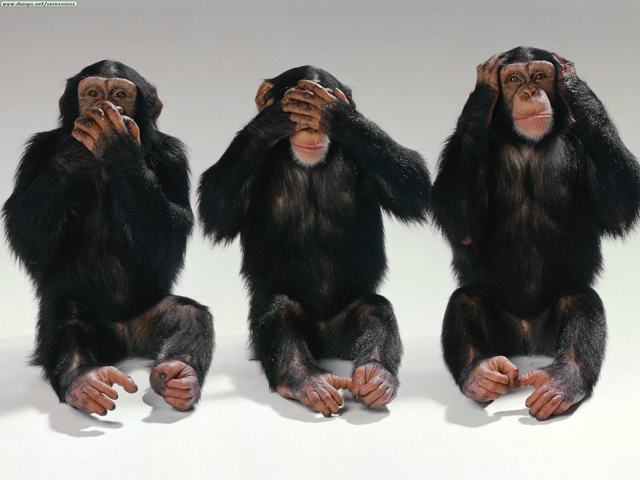 http://4.bp.blogspot.com/-C_cebi6Fr7A/Tww108syYpI/AAAAAAAAAUc/PCsjxxqK2To/s1600/tres-monos.jpeg