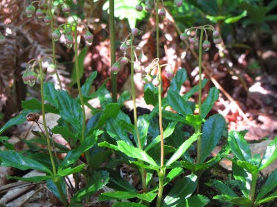 pipsissewa