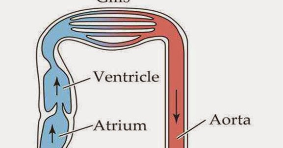 JEDIRpedia: Sistem Peredaran Darah Vertebrata