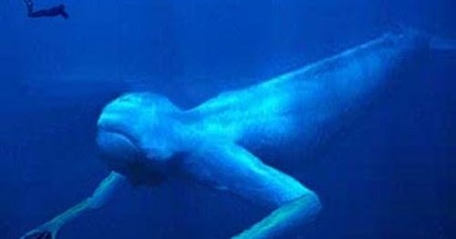ningen-criaturas-humanoides-artico.jpg