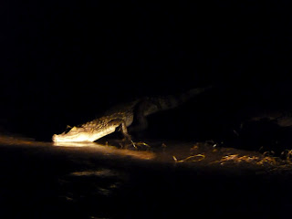 Black Caiman