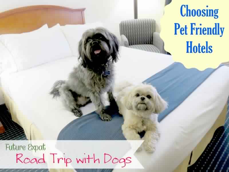 The top hotels 2015 Choosing Pet Friendly Hotels And Other Travel Advice