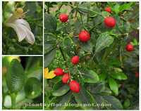 Murraya paniculata