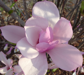 flower from ann magnolia tree