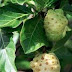 Manfaat Buah Mengkudu bagi Kesehatan Tubuh Kita