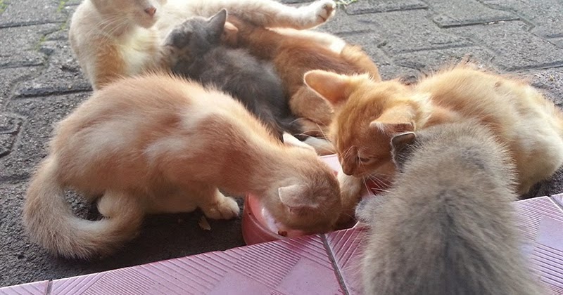 Jual Anak Kucing Kampung Mix Lucu di Jakarta merymomo