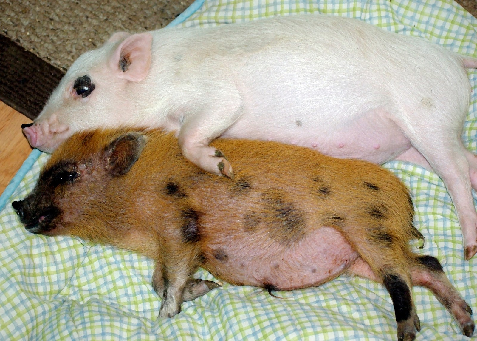 The Beneficial Bee The Truth About Pigs