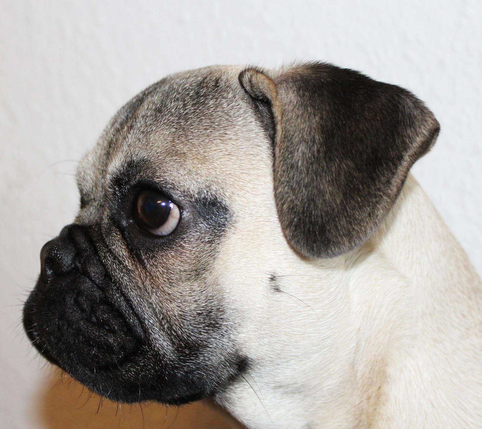 Frops Mops Franzosische Bulldogge Mix In Nordrhein Westfalen Neuss Mischlinge Und Mischlingswelpen Kaufen Ebay Kleinanzeigen