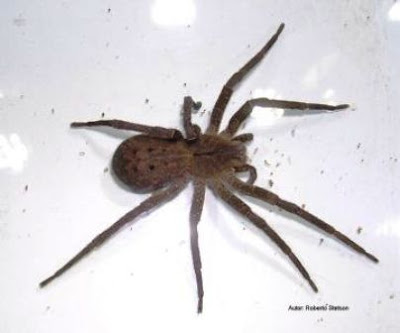 fotos Phoneutria Fera y Phoneutria Nigriventer argentina arañas venenosas
